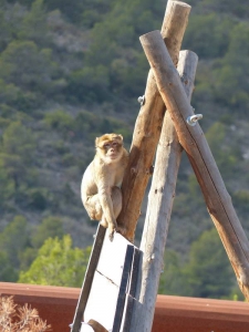 7 - AAP Primadomus - Macaca sylvanus 2