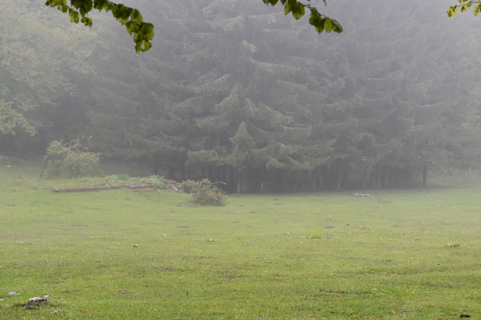 Pavkov Suva planina 6.jpg