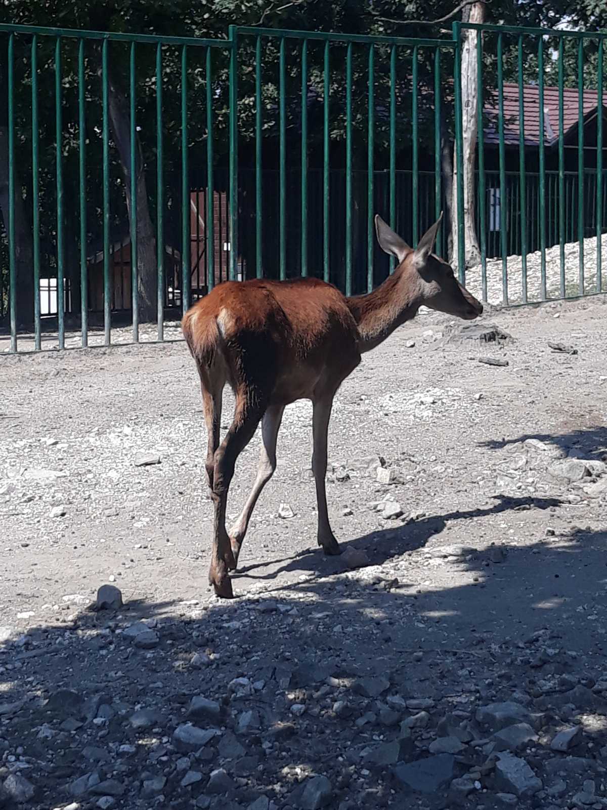 Zoološki vrt Bor