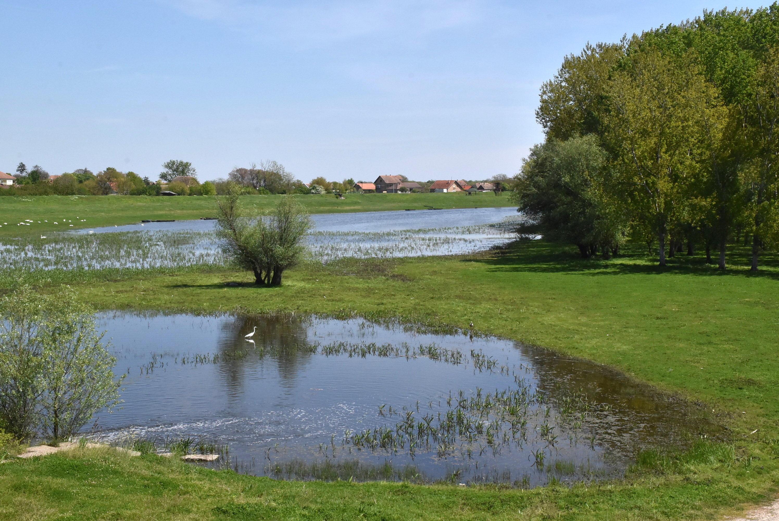 сара