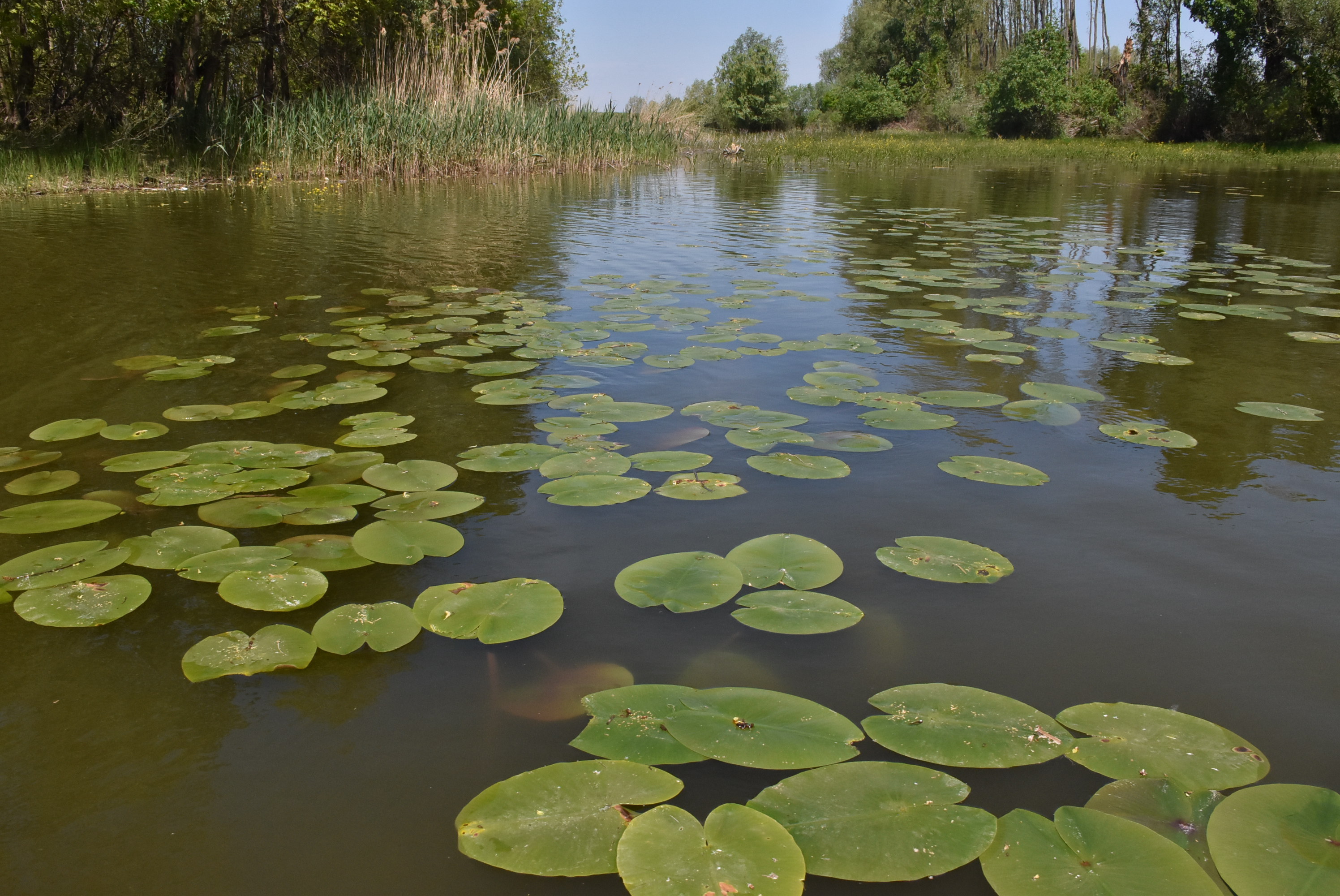сара