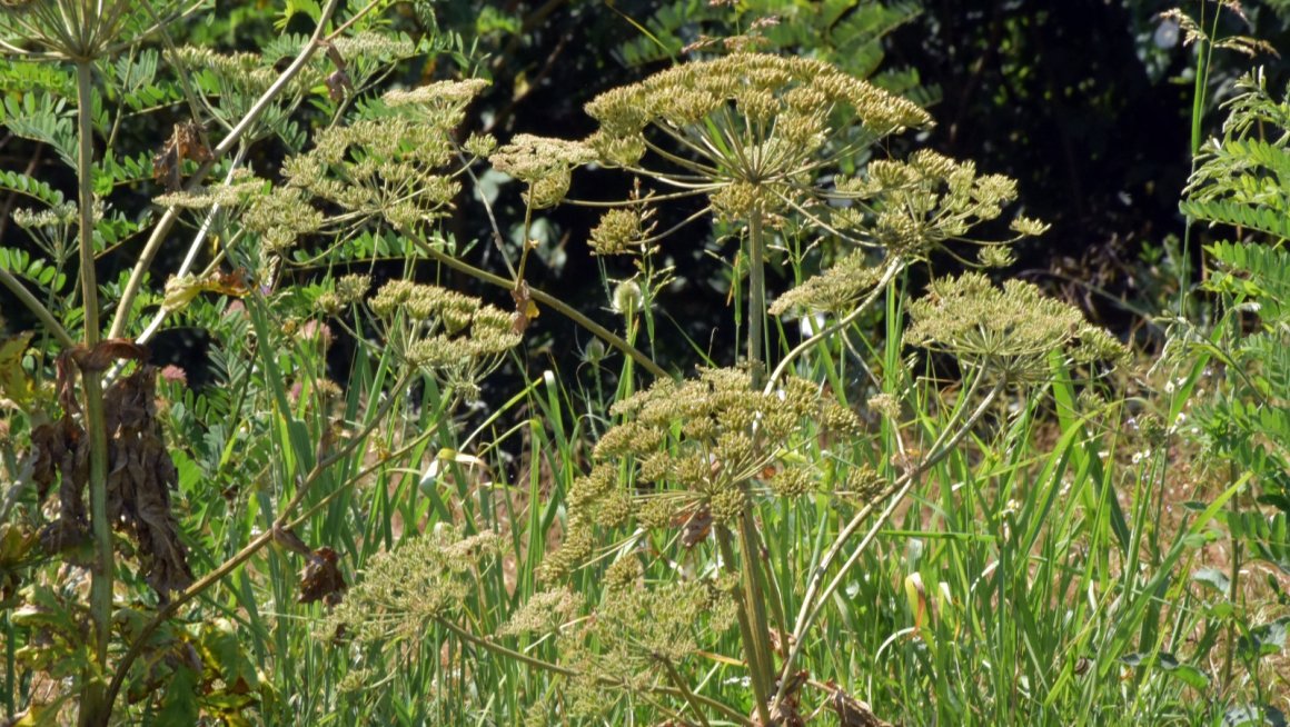 Heracleum sosnowsky