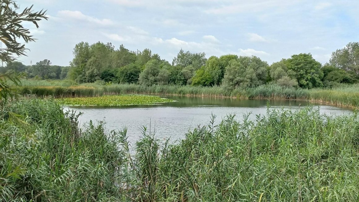 РЕВА